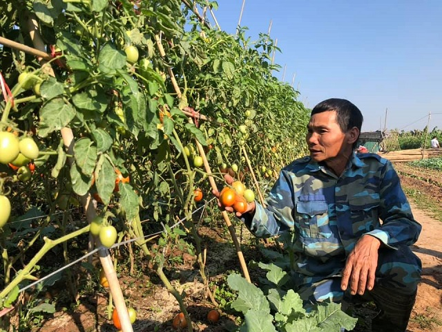 Vườn cà chua của ông Thiều Quang Hưng xã Trung Châu, Đan Phượng. Ảnh: Phương Nga