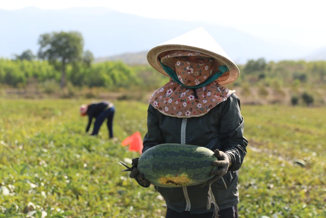 Nông dân nơi đây như ngồi trên đống lửa vì giá dưa hấu giảm mạnh