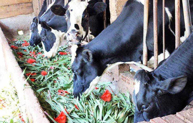 Cho bò sữa ăn hoa lay ơn thay cỏ.
