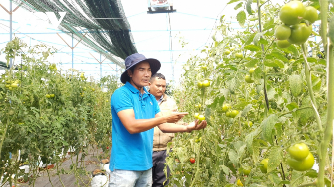 K’Hoàng (áo xanh) và vườn cà chua canh tác theo mô hình liên kết sản xuất bền vững.