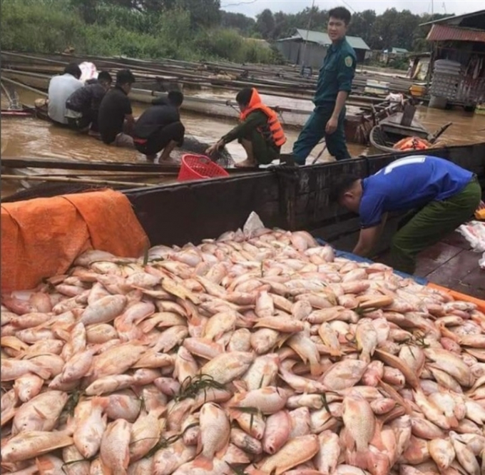 Thống kê sơ bộ, khoảng hơn 755 tấn cá chết do mực nước sông Đồng Nai dâng cao.