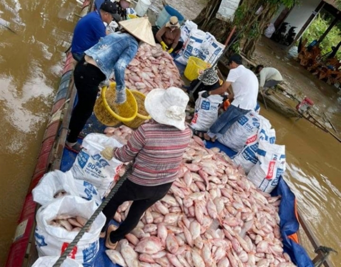 Cá chết hàng loạt khiến người dân thiệt hại hàng chục tỷ đồng.