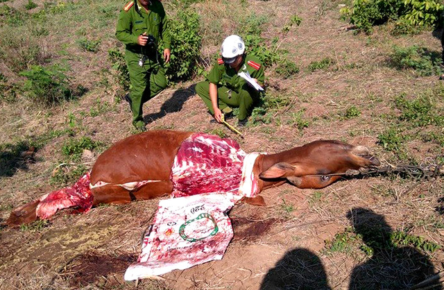 Cơ quan chức năng đang điều tra nạn trộm bò cắt lấy đùi xảy ra ở xã Đức Bình Tây, huyện Sông Hinh.Ảnh:Thế Lập - TTXVN