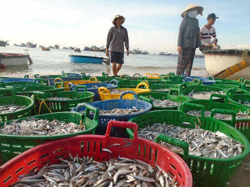 Lượng cá cơm khai thác từ các tàu cập bãi sau Mũi Né ít hơn nhiều so với trước đây