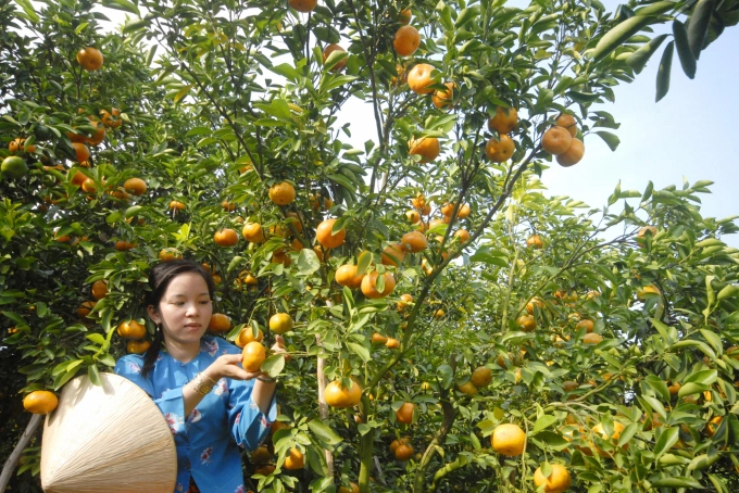 Sản xuất cây ăn trái ở ĐBSCL. Ảnh: Lê Hoàng Vũ.