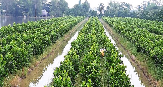 ĐBSCL sẽ đẩy mạnh phát triển cây ăn trái trong thời gian tới