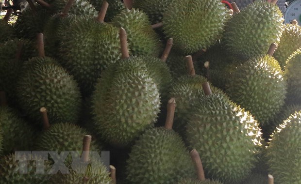 Vựa thu mua sầu riêng. (Ảnh minh họa: Minh Trí/TTXVN)