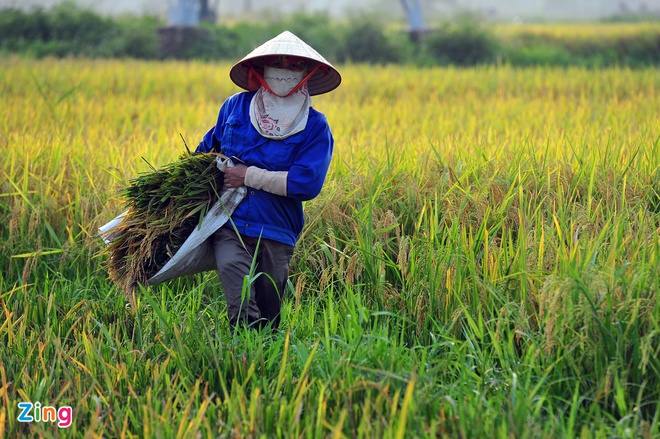 Việt Nam xuất khẩu gạo nhiều thứ 2 thế giới. Ảnh: Hoàng Hà.