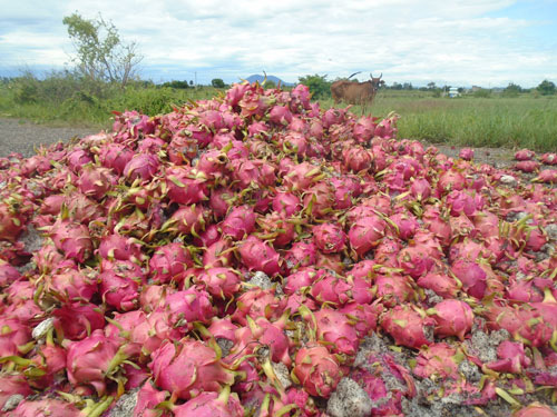 Thanh long xuống giá thấp phải đổ cho bò ăn. Ảnh chụp sáng 6-8 tại huyện Hàm Thuận Nam, tỉnh Bình Thuận Ảnh: HỢP PHỐ