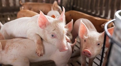 Giá heo hơi hôm nay (10/8): Dự báo tiếp tục giảm sâu những ngày tới