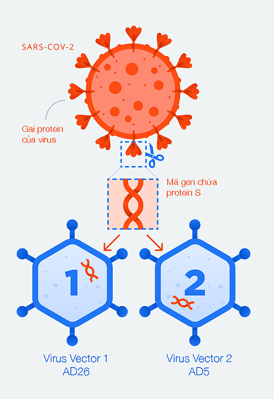 Hình ảnh hai virus vector của vaccine, chứa đoạn mã gen lấy từ nCoV. Đồ hoa: Sputnik