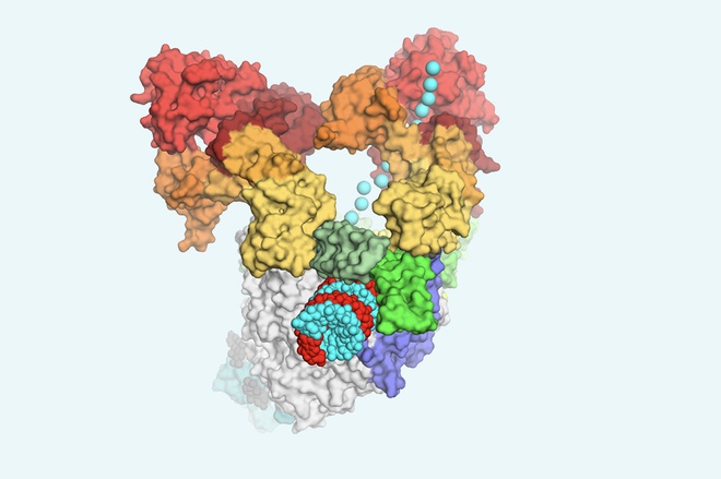 Phức hợp RdRp-helicase đọc và sao chép vật liệu di truyền SARS-CoV-2. Ảnh: Rockefeller University.