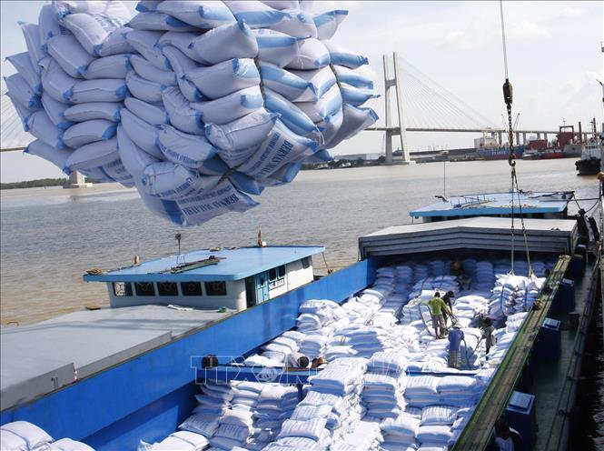 Bốc xếp gạo xuất khẩu sang thị trường Malaysia và Bangladesh tại cảng Sài Gòn. (Ảnh: TTXVN)