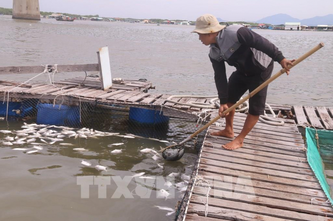 Cá chim chết nổi trắng tại bè nuôi của gia đình anh Nguyễn Văn Vinh, tại tiểu khu 3, sông Chà Và, khiến gia đình anh thiệt hại khoảng gần 1 tỷ đồng. Ảnh: Hoàng Nhị - TTXVN