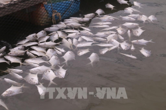 Cá chim chết nổi trắng tại bè nuôi của gia đình anh Nguyễn Văn Vinh, tại tiểu khu 3, sông Chà Và, khiến gia đình anh thiệt hại khoảng gần 1 tỷ đồng. Ảnh: Hoàng Nhị - TTXVN