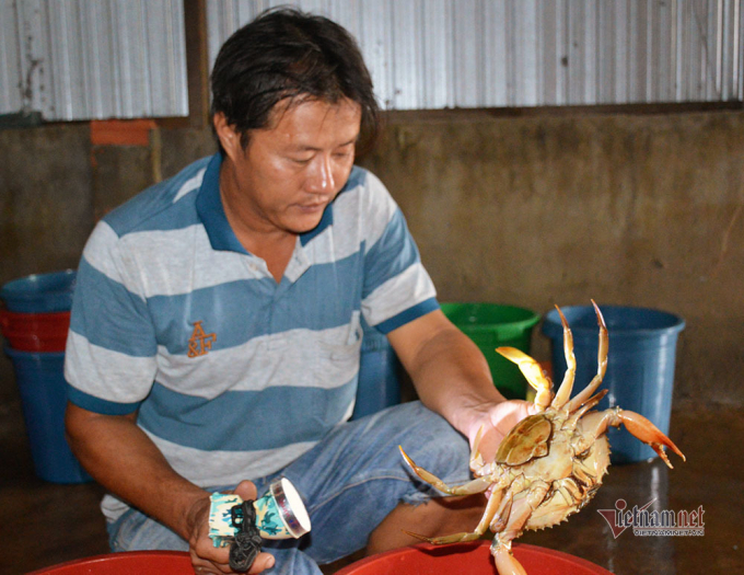 Anh Niêm, người làm nghề ấp trứng cho cua sinh sản trong xô nhựa