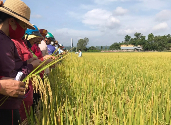 Giống lúa mới Hương Châu 6 được người dân Tây Nguyên đánh giá cao bởi năng suất, sạch bệnh, cơm ngon.