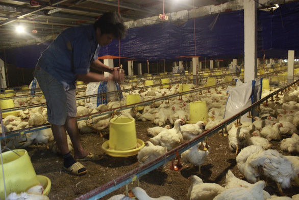 Chăn nuôi gà công nghiệp tại TP.HCM - Ảnh: N.TRÍ