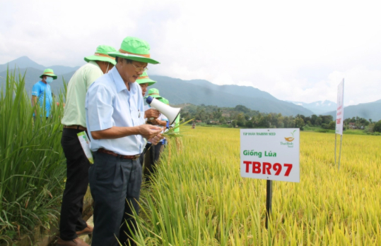 Giống lúa mới TBR97 đạt năng suất từ 8-10 tấn tại Đắk Lắk. Ảnh: Minh Thuận.
