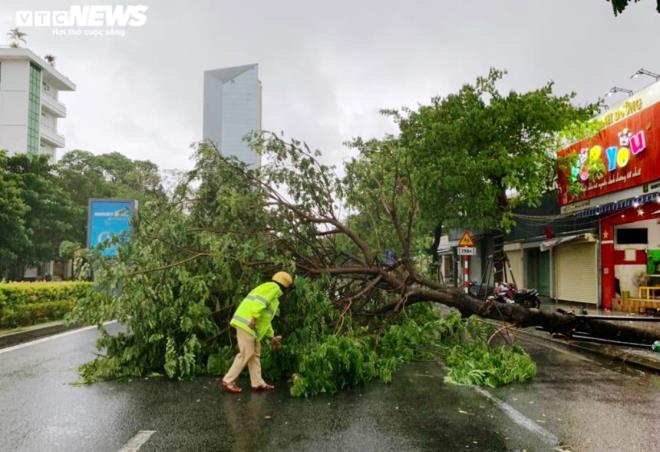 Tại Thừa Thiên-Huế, gió lớn quật ngã cây xanh.
