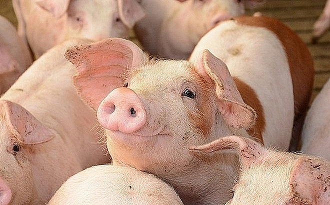 Giá lợn hơi hôm nay tiếp tục xu hướng tăng