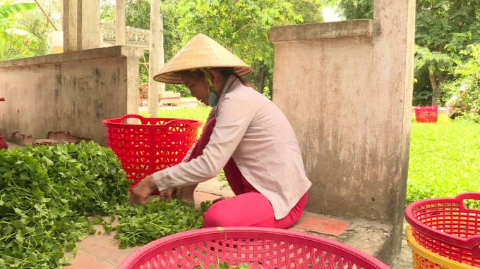 Nông dân xã Vĩnh Thanh tận dụng đất vườn tạp và đất trống quanh nhà để trồng rau má.