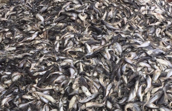 Hộ nuôi phải bán cá chết với giá 3.000 đồng/kg. Ảnh: Anh Minh.
