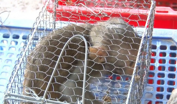 Cá thể khỉ được phát hiện tại trại nuôi của ông Thọ. Ảnh: MINH NGUYỆT