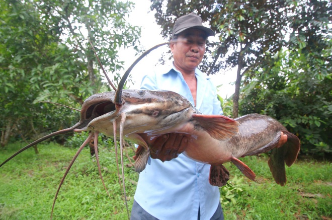 Một nông dân ở Hậu Giang bắt được cá trê nặng 8 kg. Ảnh: Duy Khương.
