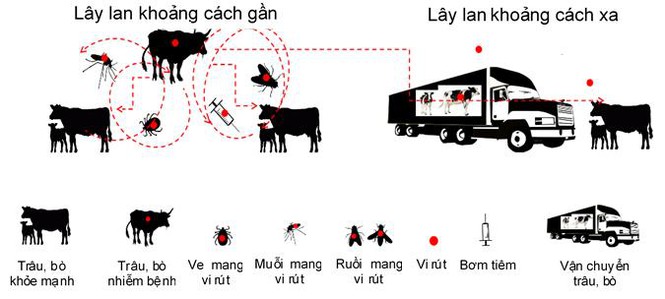 Cơ chế lây lan của bệnh lạ trên đàn trâu bò lần đầu tiên xuất hiện ở Việt Nam