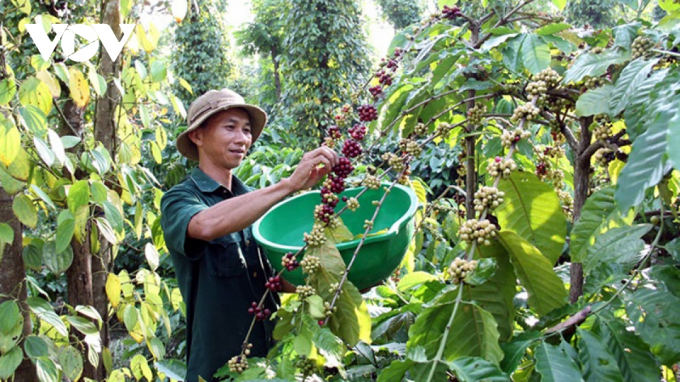 Cà phê Việt Nam có lợi thế cạnh tranh tại thị trường EU.