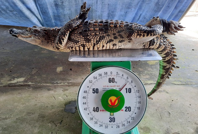 Con cá sấu nặng 7kg. Ảnh: Nhật Tân.