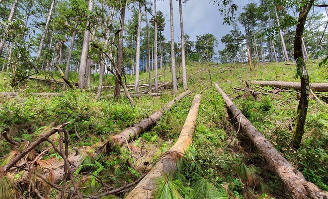 Trong số cây thông bị triệt hạ, có những cây bán kính cả vòng tay ôm mới xuể ẢNH: LÂM VIÊN