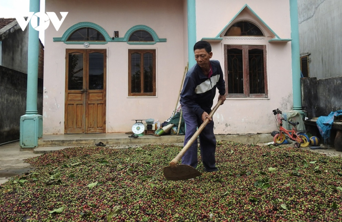 Ông Nguyễn Đình Chính vất vả trong việc phơi cà phê vì trời mưa