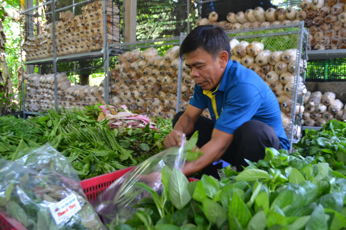 Anh Nguyễn Hồng Mao đóng gói rau rừng cung ứng cho các chuỗi nhà hàng, siêu thị. Ảnh: Tr.Trung - Tr.Huy.