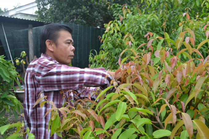 Vườn rau rừng xanh tốt của anh Nguyễn Hồng Mao. Ảnh: Tr.Trung - Tr.Huy.