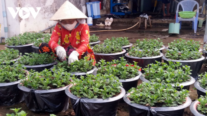 Người trồng hoa ở Tiền Giang sẵn sàng cung ứng nguồn hoa cho Tết Tân Sửu.