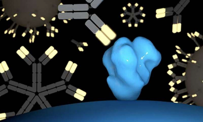 Các kháng thể từ tế bào B (đã được biến đổi gene) tiếp cận một hạt HIV (màu xanh lam) để vô hiệu hóa nó. Ảnh: Nature Communications.