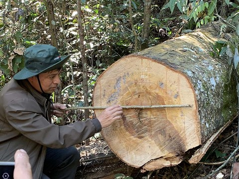 Những thân cây gỗ trăm năm tuổi mới bị đốn hạ, lâm tặc chưa kịp vận chuyển đi