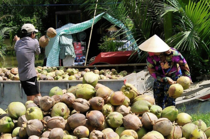 Trà Vinh là vựa dừa lớn thứ 2 của cả nước
