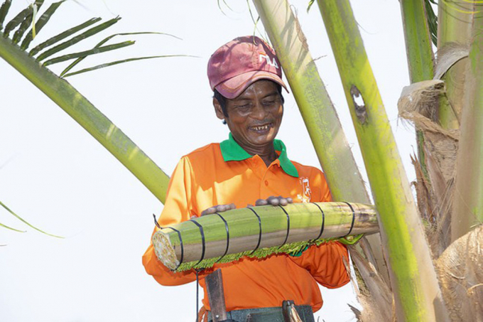 Công nhân mát xa hoa dừa, trước khi thu mật