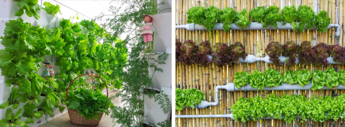 Thiết kế vườn rau tại nhà sẽ đem đến cho ngôi nhà một không gian thoáng mát và xanh tươi. Đồ họa: Kim Nhung