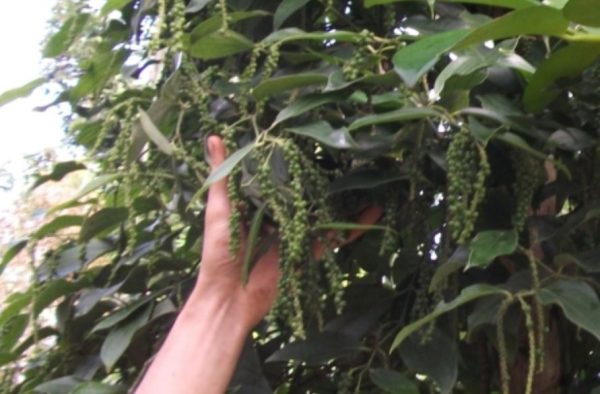 Giá tiêu hôm nay 4/12: Biến động nhẹ ở Gia Lai, Bà Rịa - Vũng Tàu, người trồng tiêu đang vừa mừng vừa tiếc