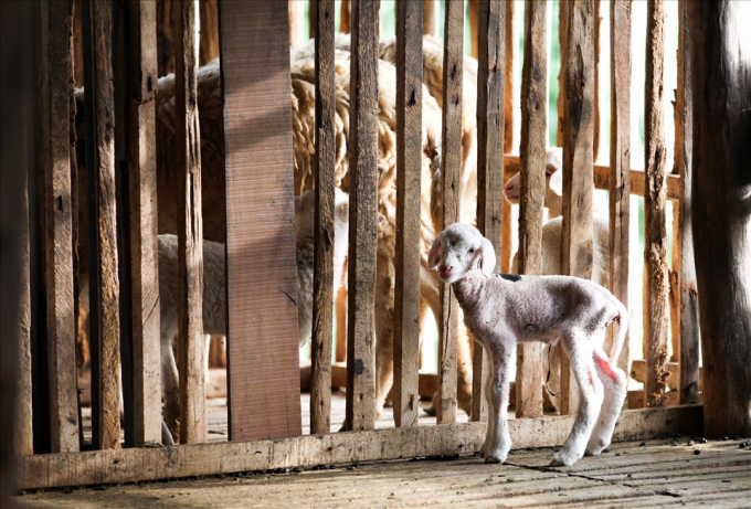 Cừu non mới đẻ được khoảng 1 tuần, ông Trần Cao Hòa cho nuôi nhốt riêng và có chế độ chăm sóc đặc biệt, cho cừu non uống sữa và một số chất bổ nhằm tăng cường sức khỏe.