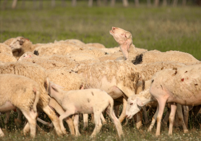 Một chú cừu ngẩng cổ gọi con khi thấy khách lạ đến trang trại nhà ông Trần Cao Hòa ở xã Phước Trung, huyện Bác Ái.