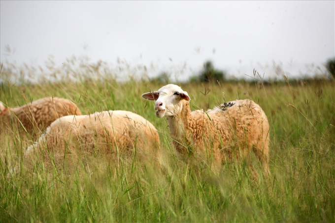 Từ tháng 7-12 hằng năm, vùng đất Ninh Thuận cây cối xanh tốt là vựa thức ăn lớn cho bầy cừu.