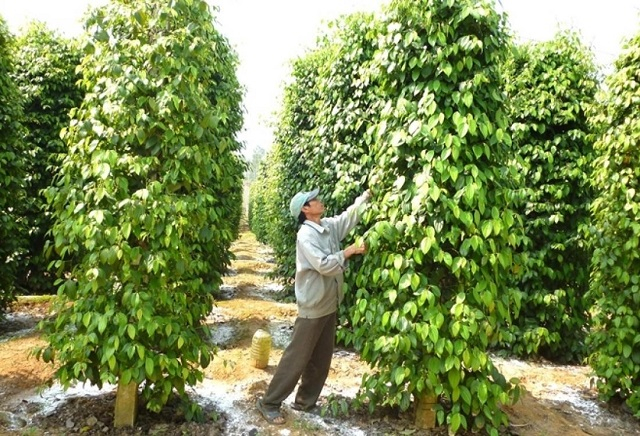 Giá tiêu hôm nay 6/12: Cú hích cuối năm nhờ nhu cầu tăng và nguồn cung giảm
