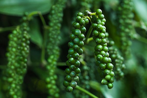 Giá tiêu hôm nay 8/12: Tăng nhẹ ở Đồng Nai, giá tiêu thế giới trên đà đi lên