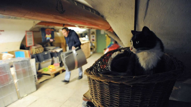 Khoảng 50 con mèo đang sống ở tầng hầm bảo tàng Hermitage.