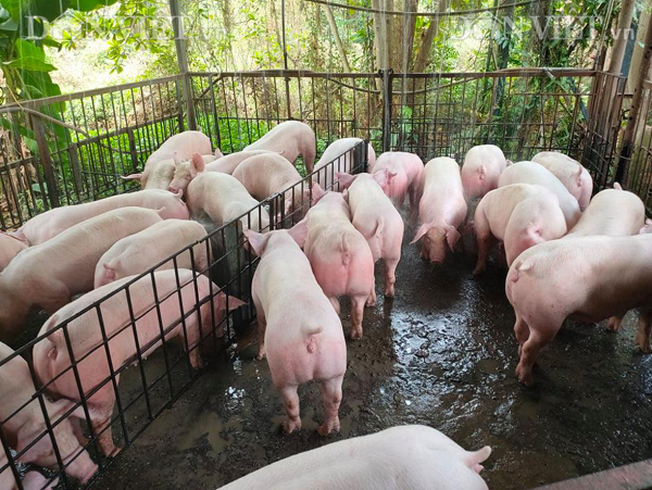 Giá heo hơi hôm nay tại miền Bắc có tỉnh tăng tới 4.000 đồng/kg (Ảnh minh họa)